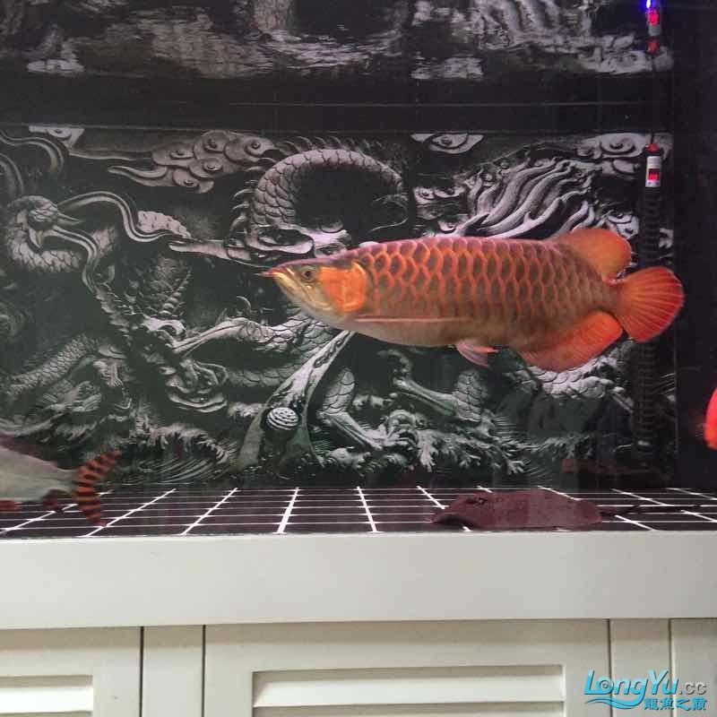 夜晚賞魚發現他格外的美（夜晚賞魚）
