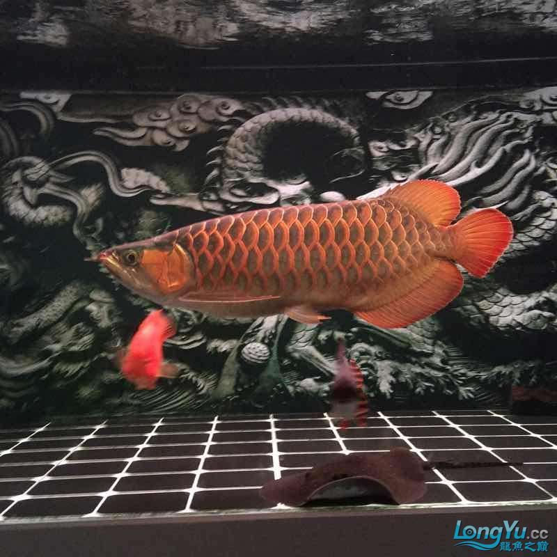 夜晚賞魚發現他格外的美（夜晚賞魚）