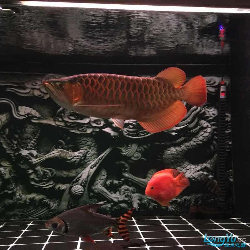 夜晚賞魚發現他格外的美（夜晚賞魚）