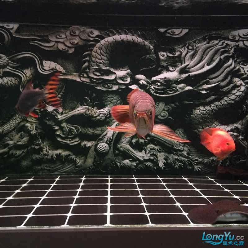 夜晚賞魚發現他格外的美（夜晚賞魚）