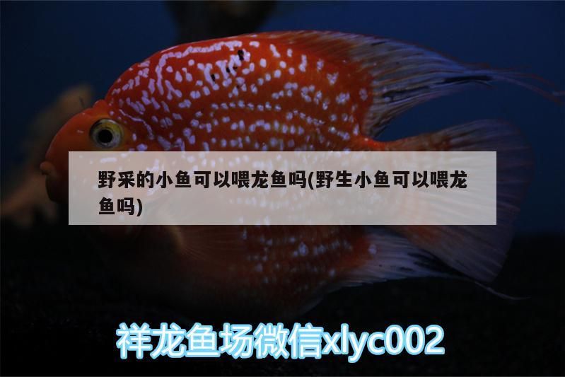 野采的小魚可以喂龍魚嗎(野生小魚可以喂龍魚嗎)（野生小魚可以喂龍魚嗎）