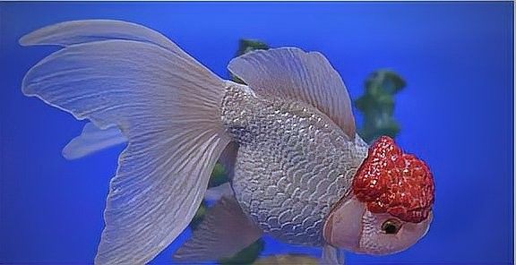 龍魚爛尾能自愈嗎？（龍魚爛尾是否能自愈）