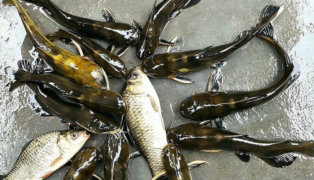 如何快速提升釣魚技能？（10個核心技巧助你從零基礎變身野釣達人仟小魚）
