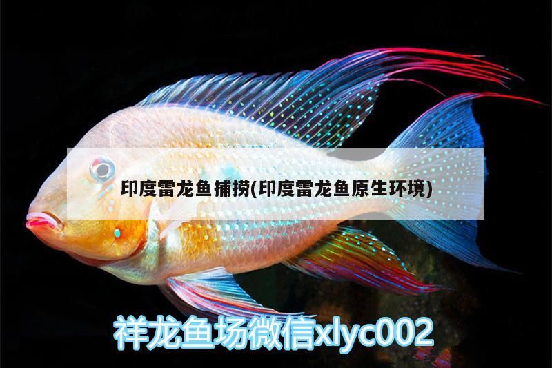 印度雷龍魚捕撈(印度雷龍魚原生環境)（雷龍魚的飼養方法）