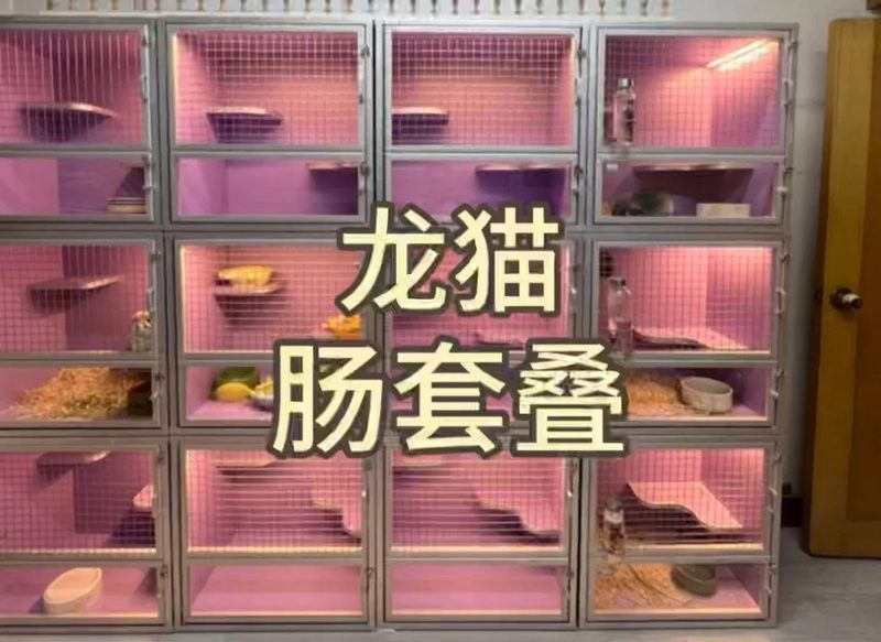 龍貓術(shù)后如何護(hù)理（龍貓寵物術(shù)后護(hù)理龍貓術(shù)后多久可以恢復(fù)健康的環(huán)境）