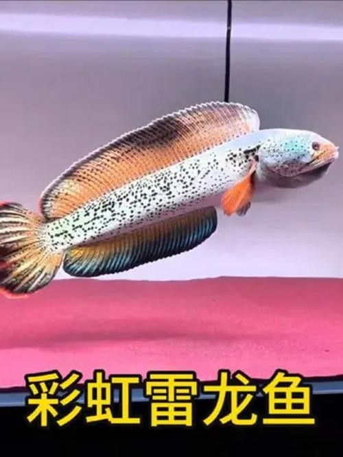 七彩雷龍魚的最佳混養伙伴有哪些（七彩雷龍魚的最佳混養伙伴）