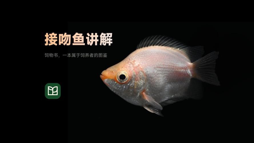 藍曼龍魚換水后需要喂食嗎？（藍曼龍魚在換水后是否需要喂食）