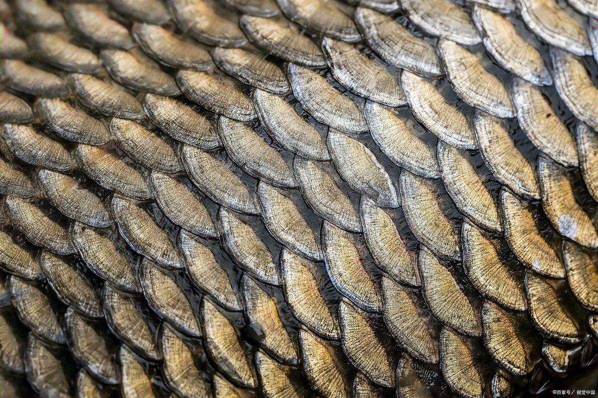 龍魚頭部鱗片脫落會自愈嗎（龍魚頭部鱗片脫落后是否能自愈）