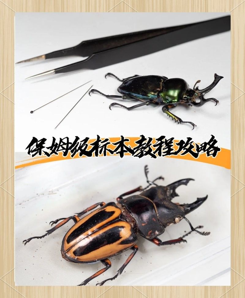 標(biāo)本制作需要哪些步驟？（制作標(biāo)本的一般步驟）