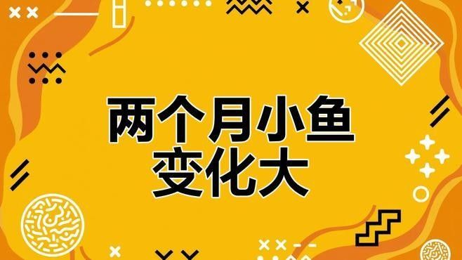 幻藍(lán)雷龍魚繁殖期多久一次？（幻藍(lán)雷龍魚的繁殖頻率受多種因素影響）