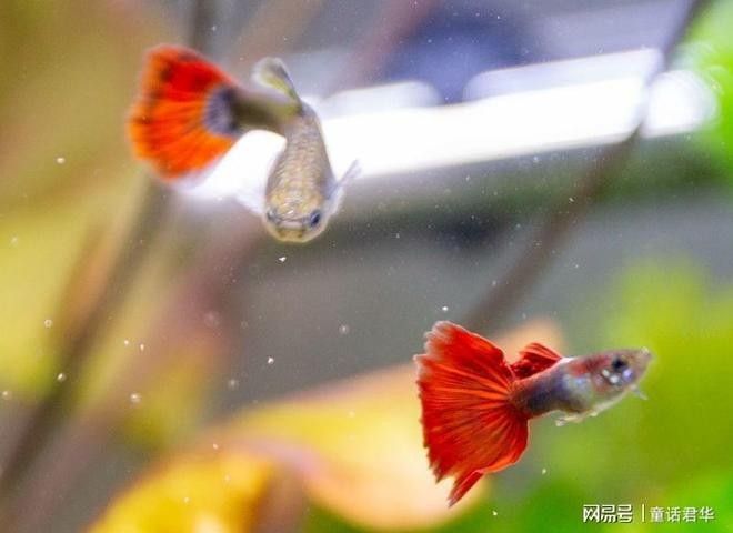 哪些癥狀表明龍魚感染了外寄生蟲（魚感染外寄生蟲會(huì)有哪些癥狀）