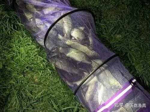 龍魚灣垂釣園有哪些魚類可以釣（武平龍魚灣垂釣園垂釣基地魚類種類及垂釣規則詳解）