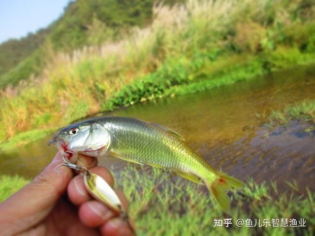龍魚灣垂釣園有哪些魚類可以釣（武平龍魚灣垂釣園垂釣基地魚類種類及垂釣規則詳解）