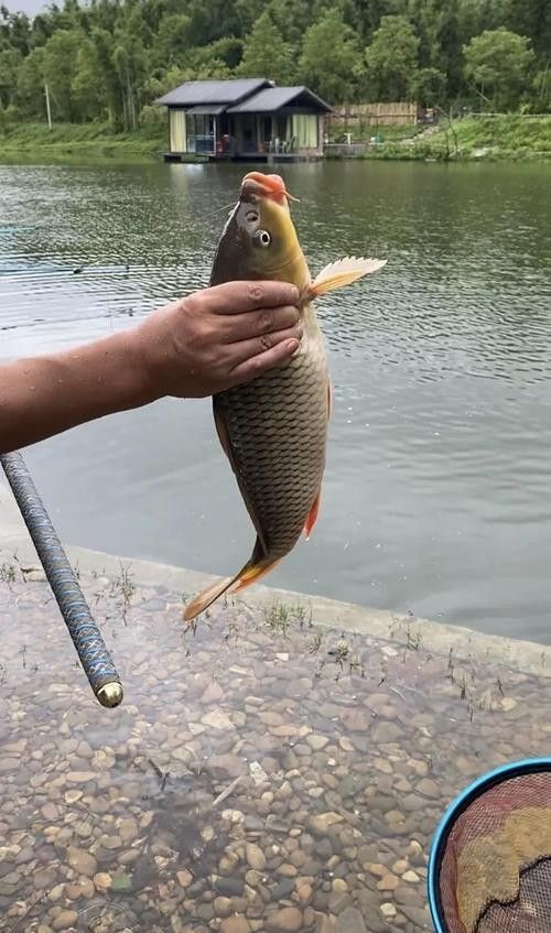 龍魚灣垂釣園有哪些魚類可以釣（武平龍魚灣垂釣園垂釣基地魚類種類及垂釣規則詳解）