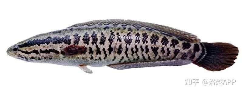 龍魚灣垂釣園有哪些魚類可以釣（武平龍魚灣垂釣園垂釣基地魚類種類及垂釣規則詳解）
