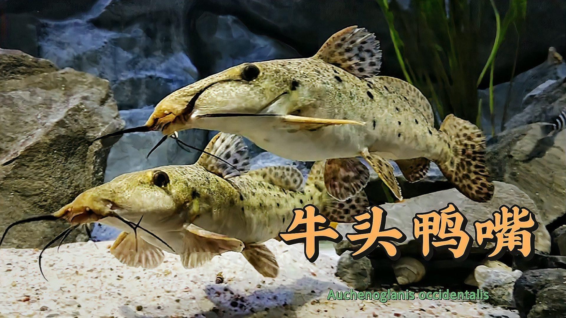 斑馬鴨嘴魚和龍魚混養需要哪些設備（混養斑馬鴨嘴魚和龍魚需要多大的魚缸？）