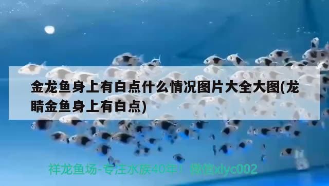 金龍魚身上有白點什么情況圖片大全大圖(龍睛金魚身上有白點)（金龍魚身上有白點什么情況圖片大全） 金龍魚身上有白點什么情況圖片大全大圖(龍睛金魚身上有白點)（金龍魚身上有白點什么情況圖片大全） 觀賞魚百科