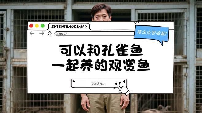 孔雀魚和哪些魚混養比較好（孔雀魚和什么魚可以混養）