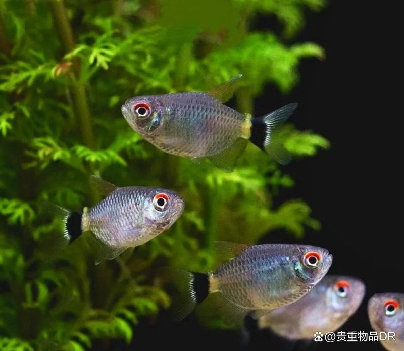 孔雀魚和哪些魚混養比較好（孔雀魚和什么魚可以混養）