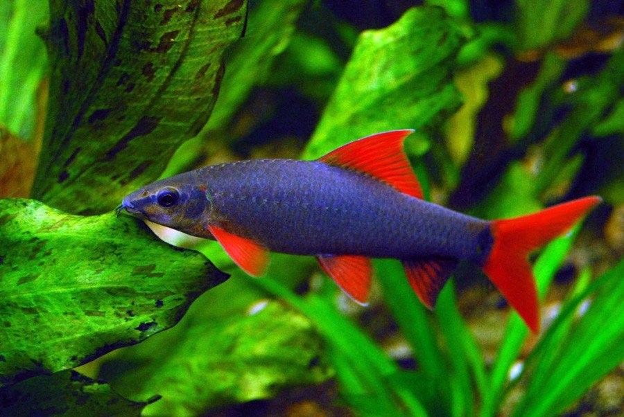 孔雀魚和哪些魚混養比較好（孔雀魚和什么魚可以混養）