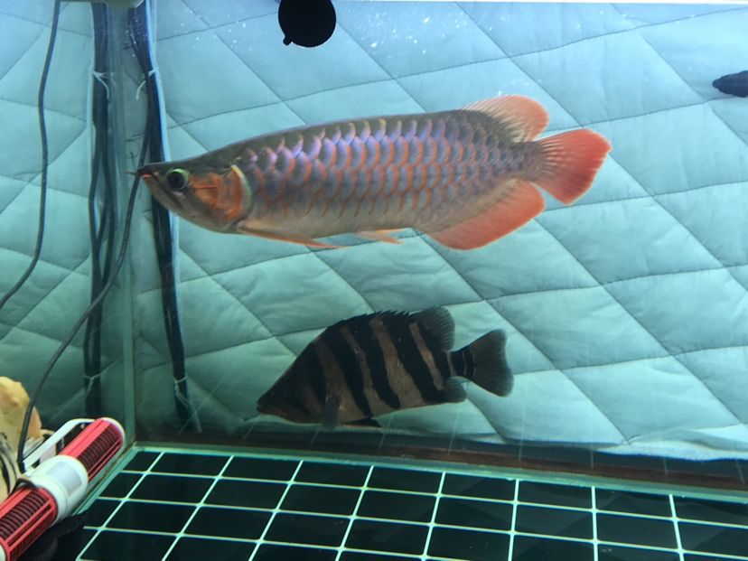 龍魚公母的分別（區(qū)分龍魚的公母是一個重要的話題，大神們誰認(rèn)識我這條龍是公的）