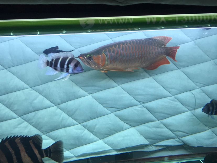 龍魚公母的分別（區(qū)分龍魚的公母是一個重要的話題，大神們誰認(rèn)識我這條龍是公的）
