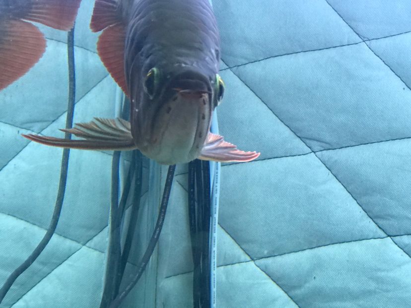 龍魚公母的分別（區(qū)分龍魚的公母是一個重要的話題，大神們誰認(rèn)識我這條龍是公的）