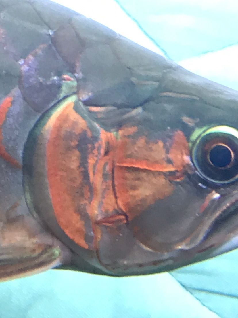 龍魚公母的分別（區(qū)分龍魚的公母是一個(gè)重要的話題，大神們誰認(rèn)識我這條龍是公的）
