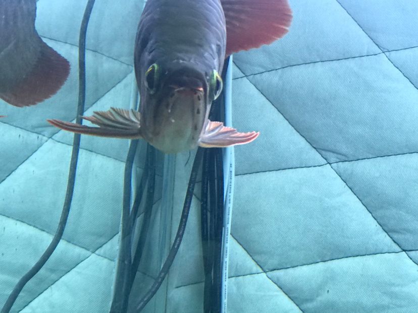 龍魚公母的分別（區(qū)分龍魚的公母是一個(gè)重要的話題，大神們誰認(rèn)識我這條龍是公的）
