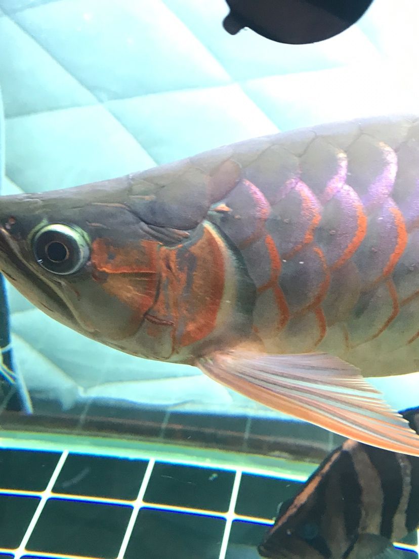 龍魚公母的分別（區(qū)分龍魚的公母是一個(gè)重要的話題，大神們誰認(rèn)識我這條龍是公的）