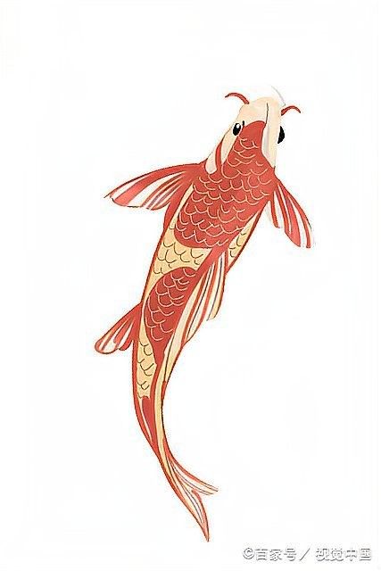 金龍魚互動訓練需要多長時間（金龍魚互動訓練的時間長度可能會有所不同） 金龍魚互動訓練需要多長時間（金龍魚互動訓練的時間長度可能會有所不同） 龍魚百科 第2張