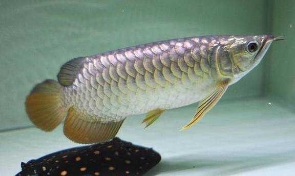 龍魚草缸如何設(shè)置過濾（龍魚草缸的過濾系統(tǒng)設(shè)置對于維持水質(zhì)和提供充足的氧氣至關(guān)重要）