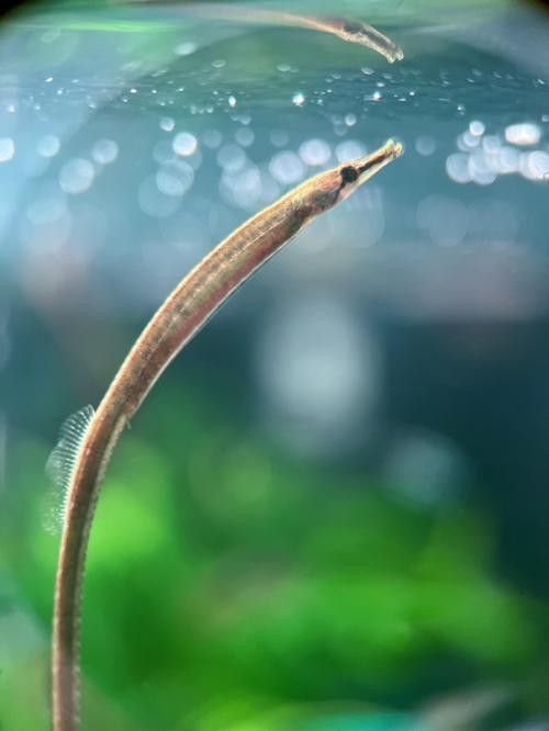 淡水海龍魚繁殖期間需要喂食嗎？（海龍魚在繁殖期間需要喂食嗎）