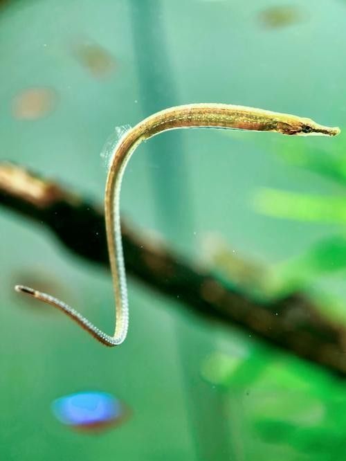 淡水海龍魚繁殖期間需要喂食嗎？（海龍魚在繁殖期間需要喂食嗎）