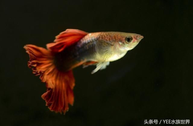 好玩的觀賞魚（泰國斗魚觀賞魚的選擇和飼養觀賞魚的因素是什么）