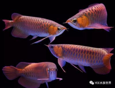 好玩的觀賞魚（泰國斗魚觀賞魚的選擇和飼養觀賞魚的因素是什么）
