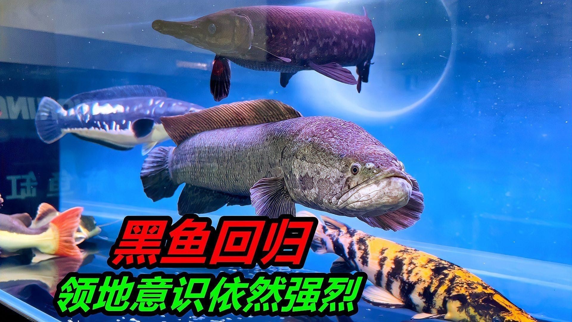 哪些母魚也有領地意識（具有明顯領地意識的母魚種類）