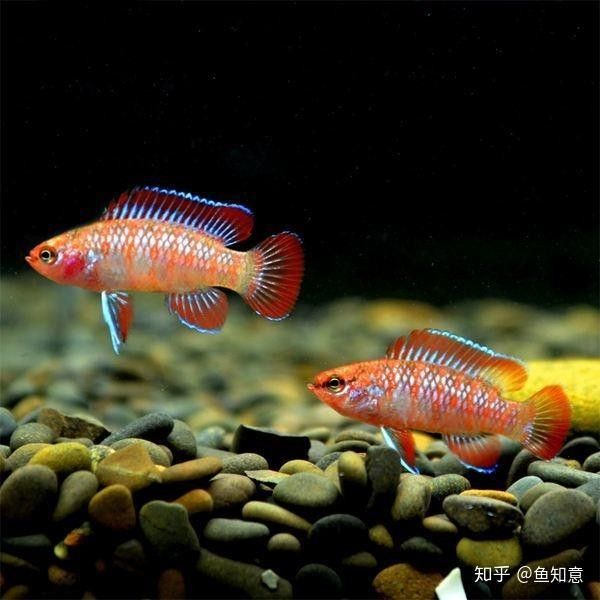火焰變色龍魚能長多大？（火焰變色龍的飼養方式）