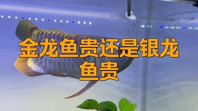 金龍魚血統(tǒng)對價(jià)格影響大嗎（金龍魚的血統(tǒng)對價(jià)格的影響） 金龍魚血統(tǒng)對價(jià)格影響大嗎（金龍魚的血統(tǒng)對價(jià)格的影響） 龍魚百科 第3張
