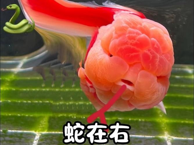 潘氏金魚有哪些特色品種？（潘氏金魚有哪些特色品種及種？）
