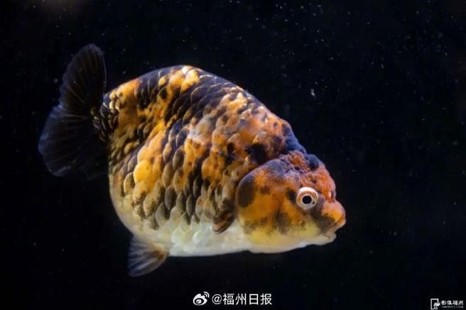 潘氏金魚有哪些特色品種？（潘氏金魚有哪些特色品種及種？）