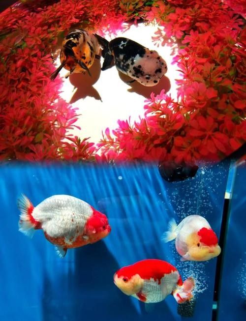 潘氏金魚有哪些特色品種？（潘氏金魚有哪些特色品種及種？）