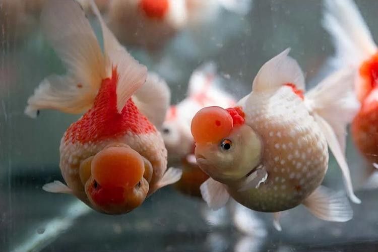 潘氏金魚有哪些特色品種？（潘氏金魚有哪些特色品種及種？）