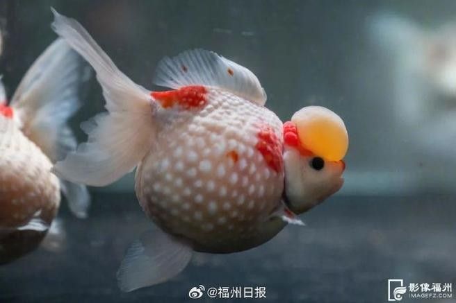 潘氏金魚有哪些特色品種？（潘氏金魚有哪些特色品種及種？）
