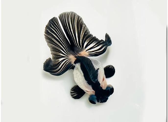潘氏金魚有哪些特色品種？（潘氏金魚有哪些特色品種及種？）