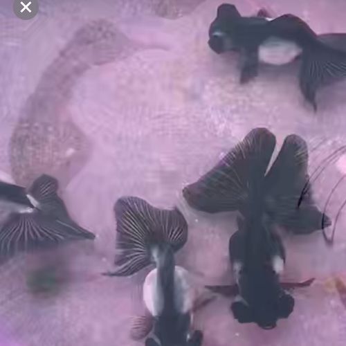 潘氏金魚有哪些特色品種？（潘氏金魚有哪些特色品種及種？）
