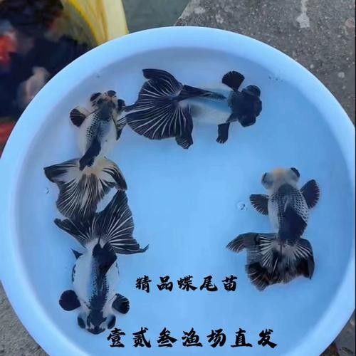潘氏金魚有哪些特色品種？（潘氏金魚有哪些特色品種及種？）