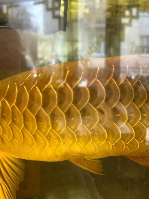 潘氏金魚有哪些特色品種？（潘氏金魚有哪些特色品種及種？）