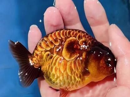 潘氏金魚有哪些特色品種？（潘氏金魚有哪些特色品種及種？）