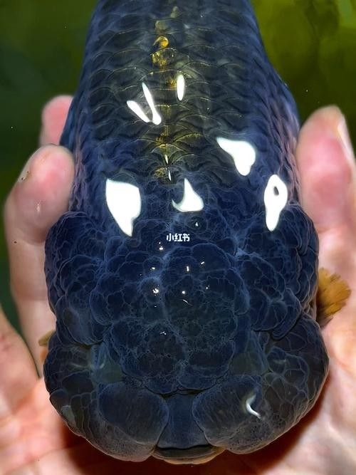 潘氏金魚有哪些特色品種？（潘氏金魚有哪些特色品種及種？）